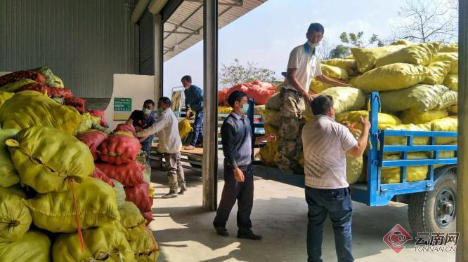 盈江土豆行情動(dòng)態(tài)，種植希望，收獲自信與成就
