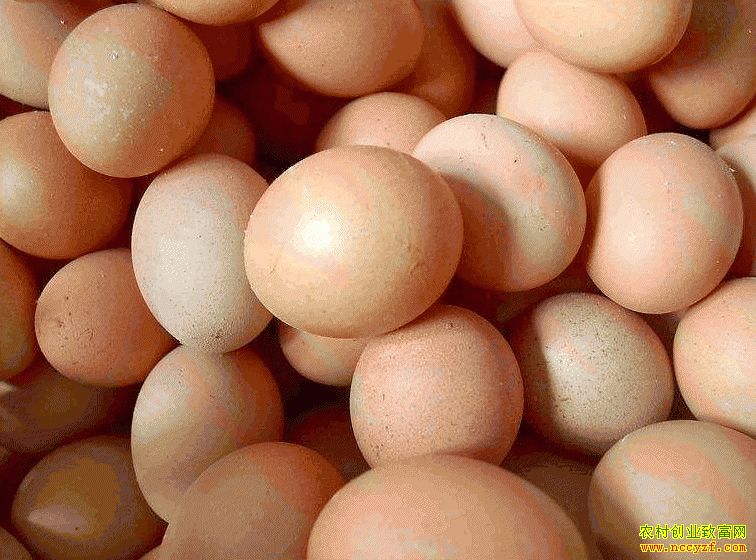 肇東雞蛋價格最新動態(tài)，跟隨自然腳步，重拾內心寧靜與平和的探索之旅