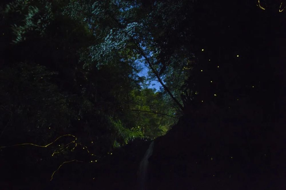 四不像六好彩資料,行動規(guī)劃執(zhí)行_TXQ23.842全景版