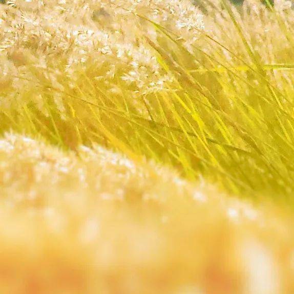 7777788888新澳門正版,實踐調(diào)查說明_OTD27.575語音版