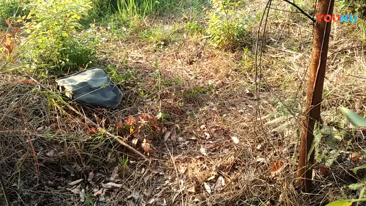 鷓鴣中套最新視頻，領(lǐng)略傳統(tǒng)藝術(shù)魅力的震撼登場！