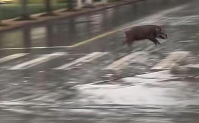 池州一高校內(nèi)驚現(xiàn)狂奔野豬,效率評估方案_IGA10.666流線型版