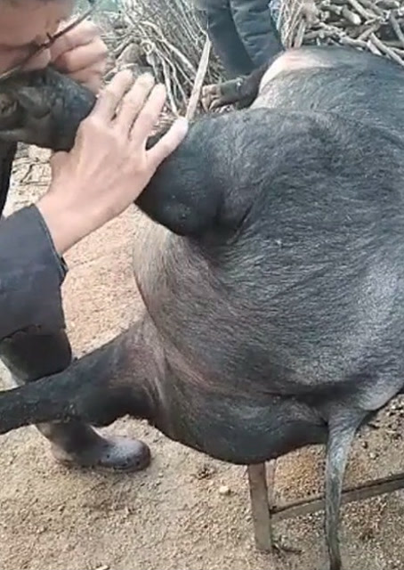 豬圈中的歡樂(lè)時(shí)刻，最新吹豬視頻集錦