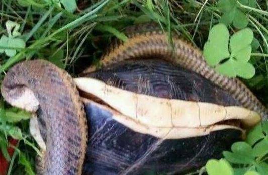 澳門(mén)天天彩免費(fèi)資料大全免費(fèi)查詢(xún)狼披羊皮,蛇藏龜殼,全面信息解釋定義_MDI10.867數(shù)線程版