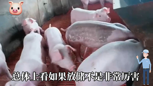 最新閹豬技巧步驟指南，專業(yè)方法與實用操作指南