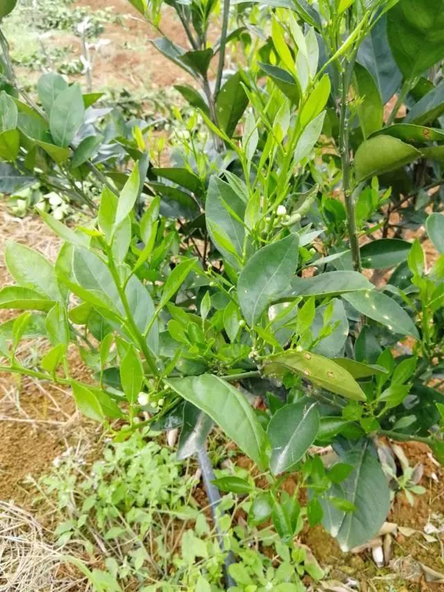 柑橘最新保果技術(shù)，開啟探索之旅，勵志無限可能