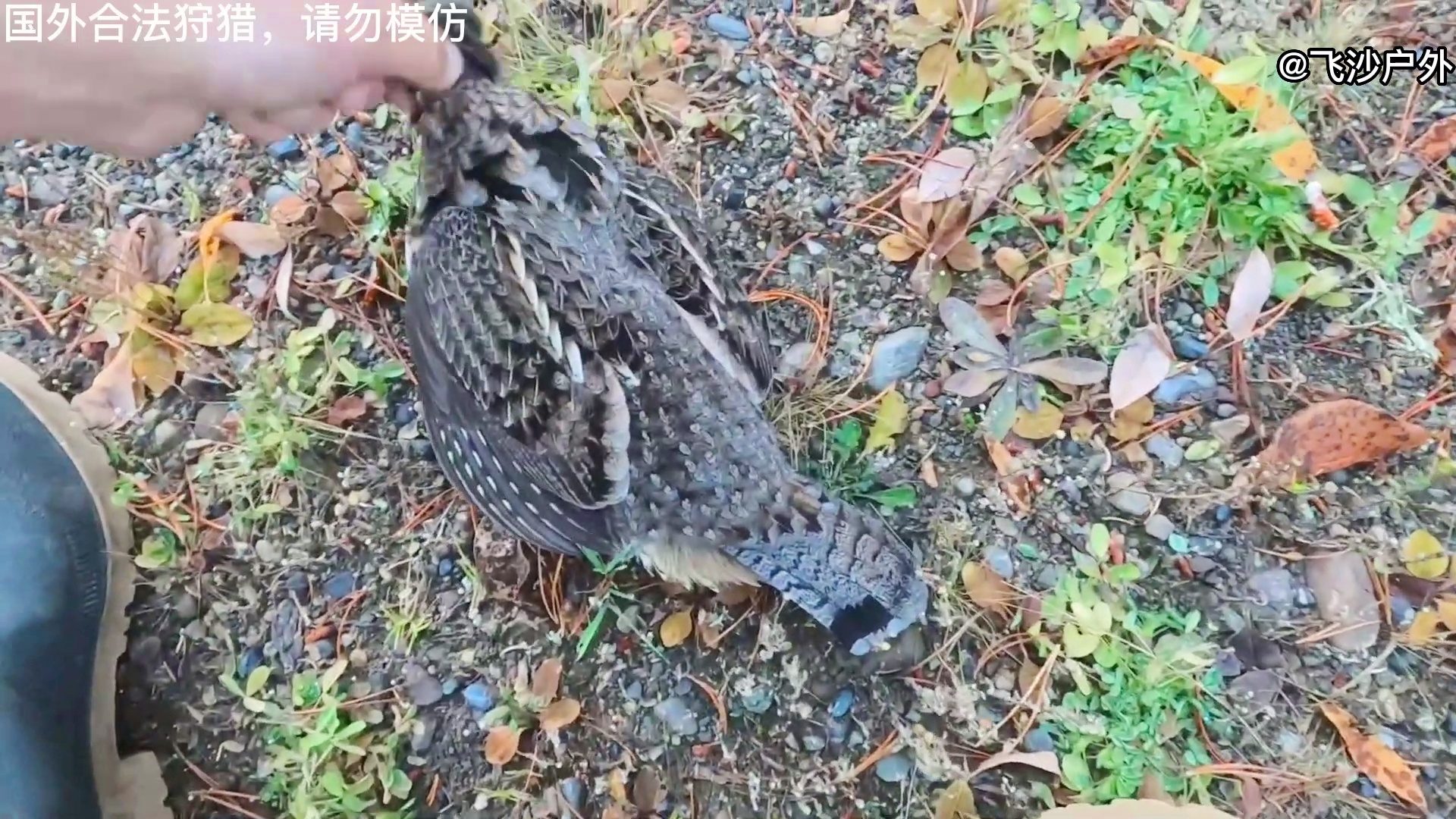 最新國(guó)外彈弓圖片集錦，自然美景的探索之旅