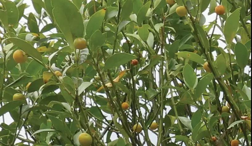 廣場燈具 第286頁