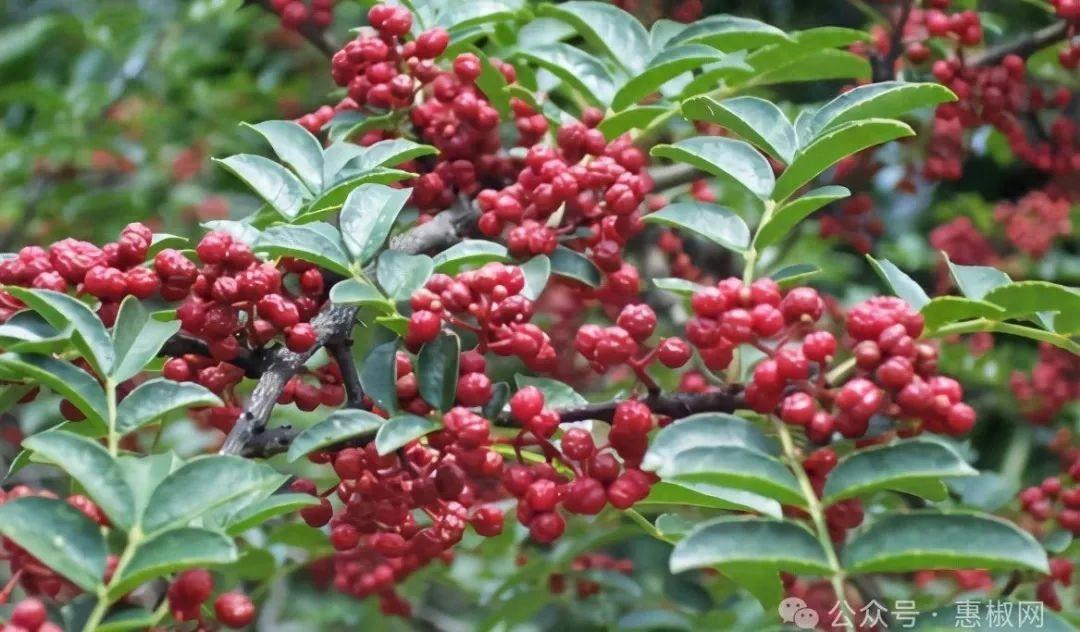 花椒價(jià)格最新行情2024，科技引領(lǐng)，椒香走向未來