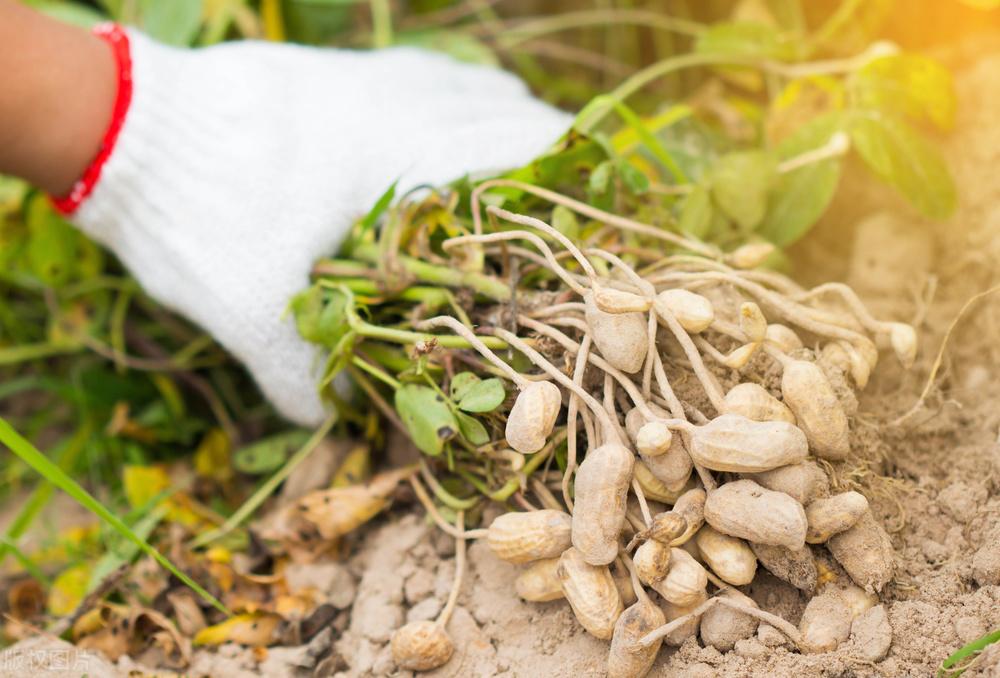 遼寧玉米最新價格動態(tài)，變化中的機(jī)遇，學(xué)習(xí)成就自信與收獲