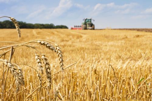 鶴壁小麥最新行情，科技引領(lǐng)農(nóng)業(yè)新時(shí)代，市場智能體驗(yàn)新篇章