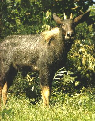 2024新奧正版資料四不像,實(shí)地研究解答協(xié)助_PIU58.586文化版