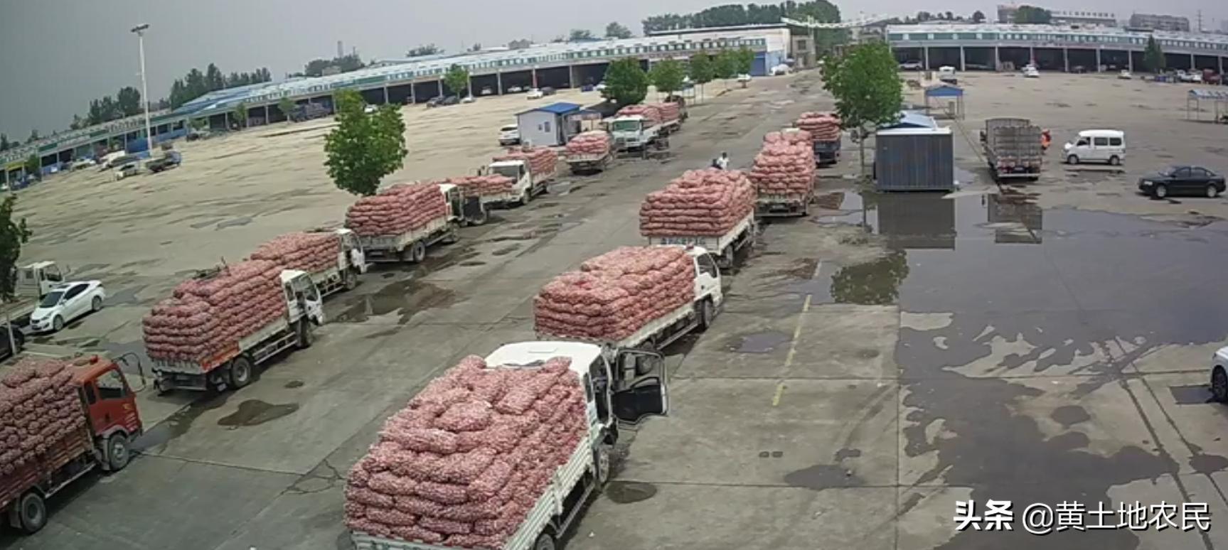 國際大蒜價格實(shí)時更新，最新行情概覽