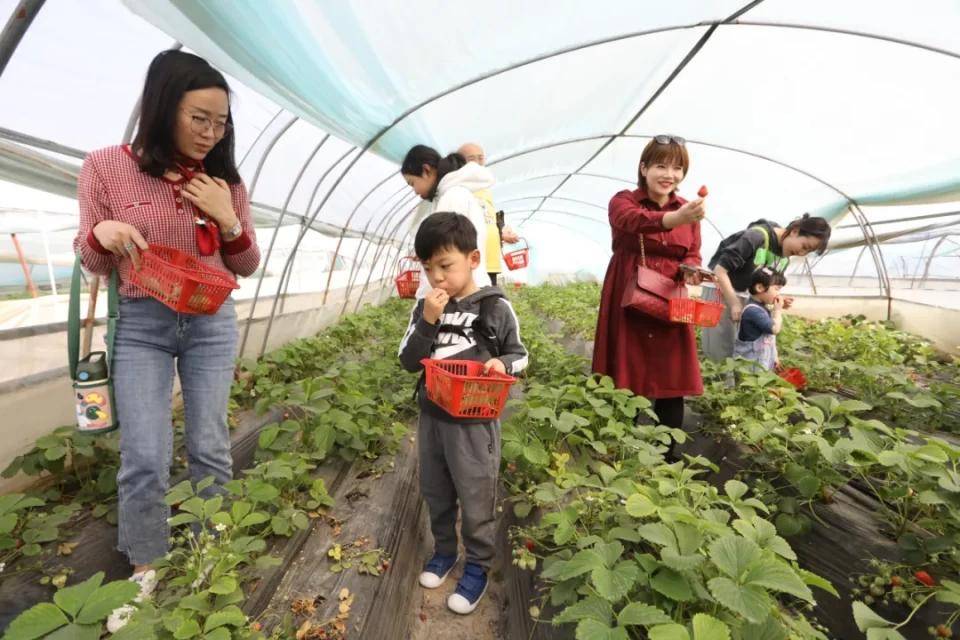 灃西新城馬王發(fā)展雙刃劍效應(yīng)，最新消息與影響分析