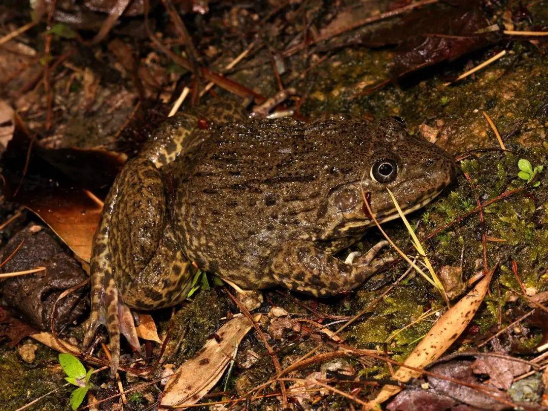 兩棲蛙蛙下載最新版，溫馨的蛙蛙奇遇之旅