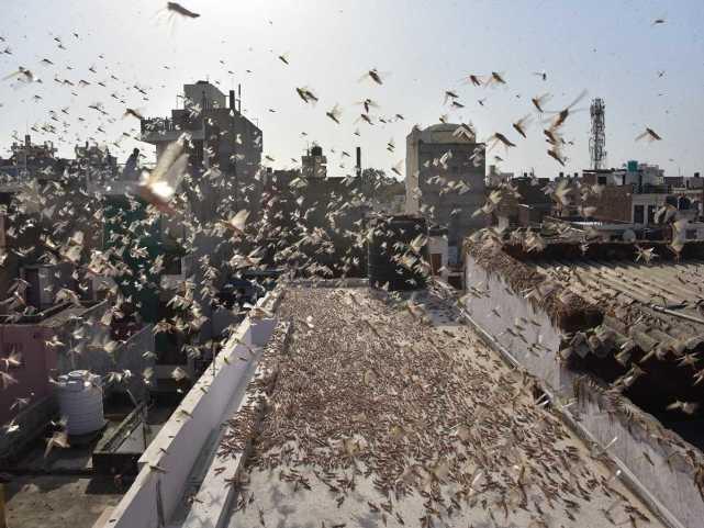 蝗蟲最新動態(tài)，蟲群變化學(xué)習(xí)之旅，自信與成就感的伴隨成長