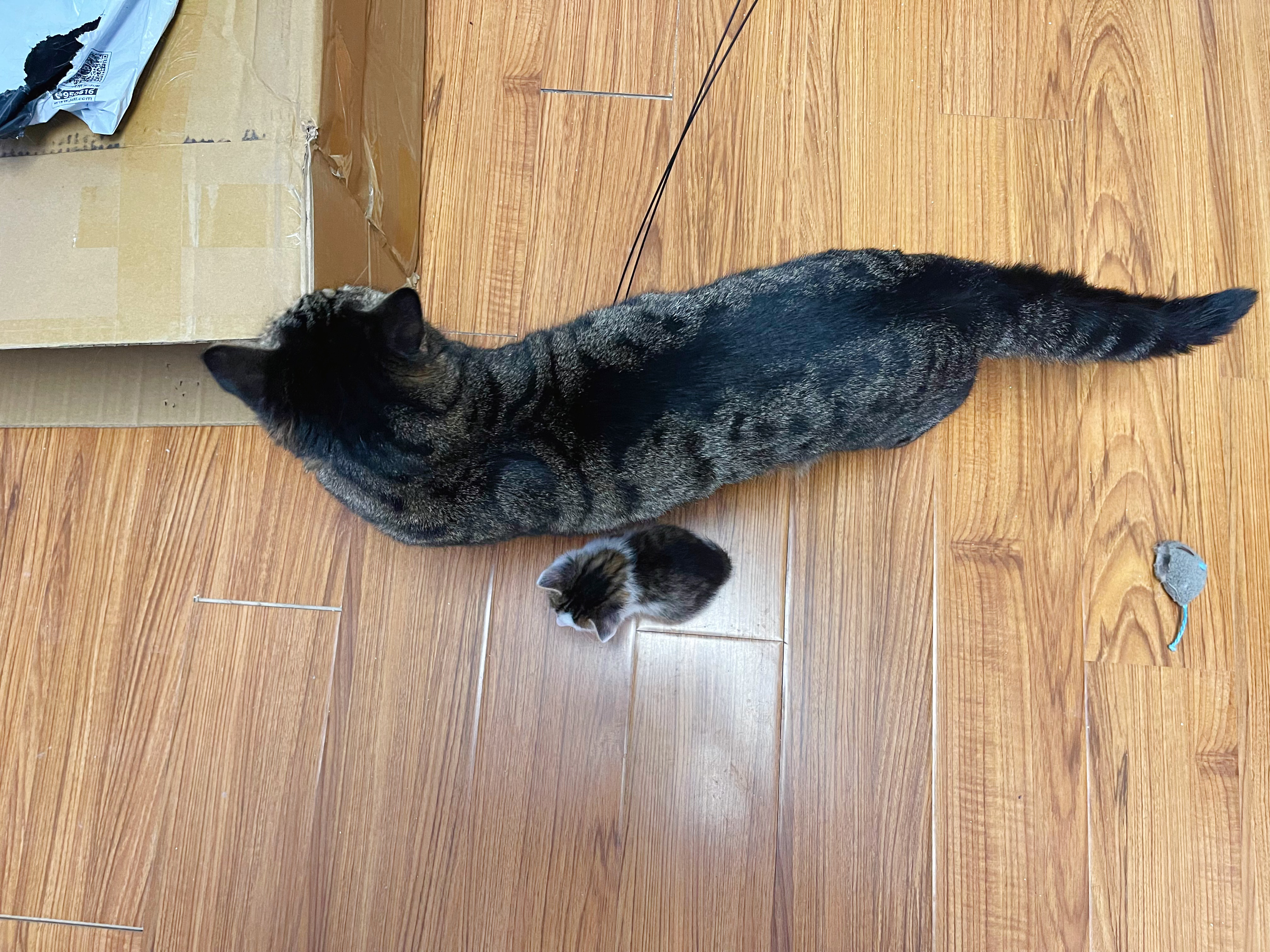 我找大貓，最新探索與影響的魅力