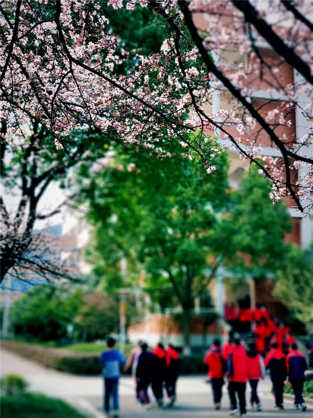 校園風(fēng)采新照，展現(xiàn)青春風(fēng)采的照片集錦