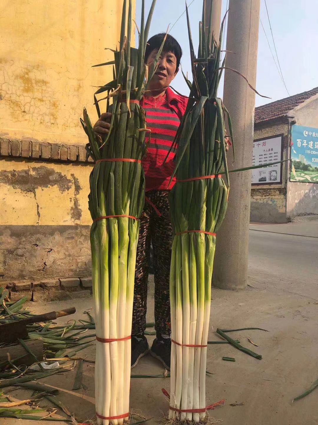 保定大蔥近期價(jià)格走勢(shì)，機(jī)遇與挑戰(zhàn)中的勵(lì)志力量