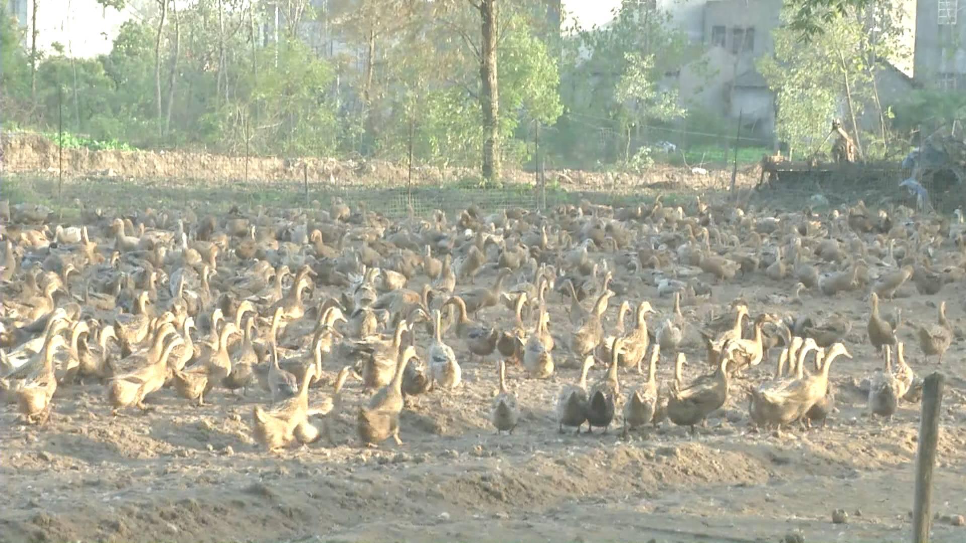 鴨蛋行情網(wǎng)，科技引領(lǐng)鴨蛋市場新時代