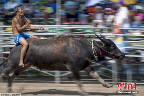 騎水牛比賽，傳統(tǒng)競(jìng)技的魅力與爭(zhēng)議展現(xiàn)