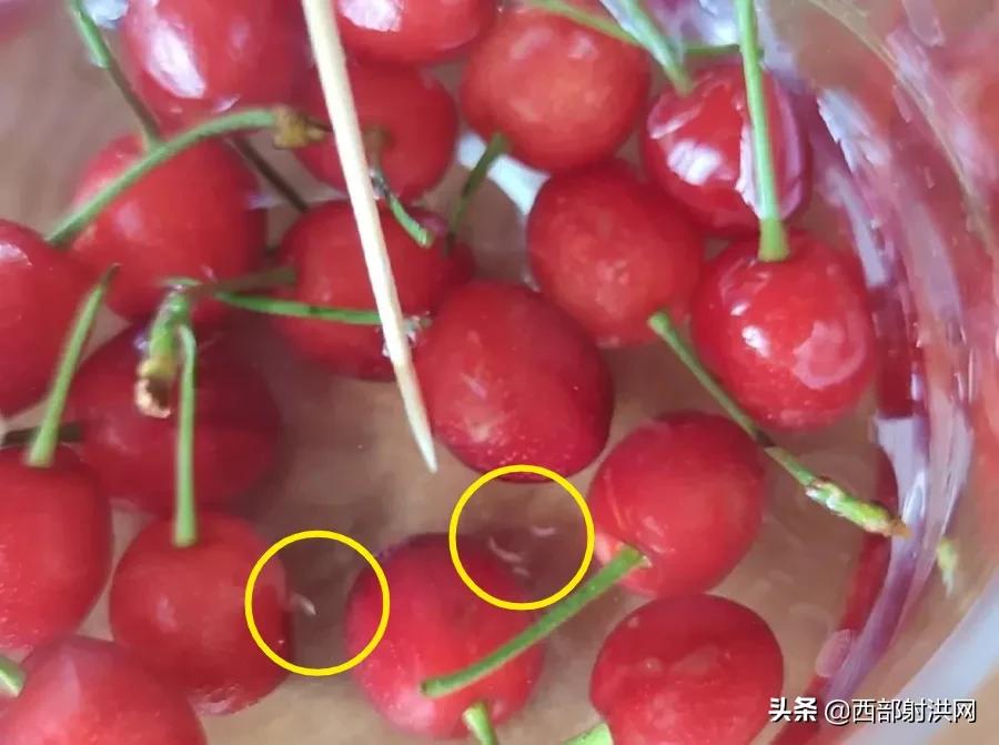 射洪上市公司，小巷深處的獨(dú)特風(fēng)味揭秘