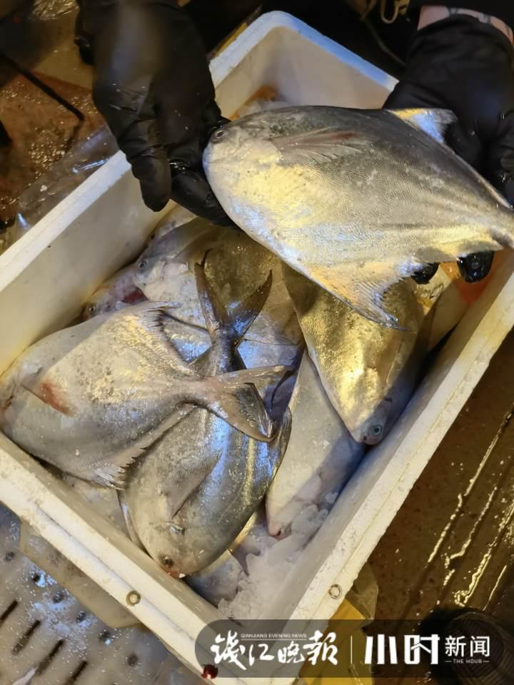 帶魚行情，一場海鮮盛宴的溫馨之旅