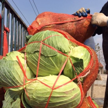 湖北包菜價格動態(tài),湖北包菜價格動態(tài)，一場尋找內(nèi)心平靜的綠色之旅