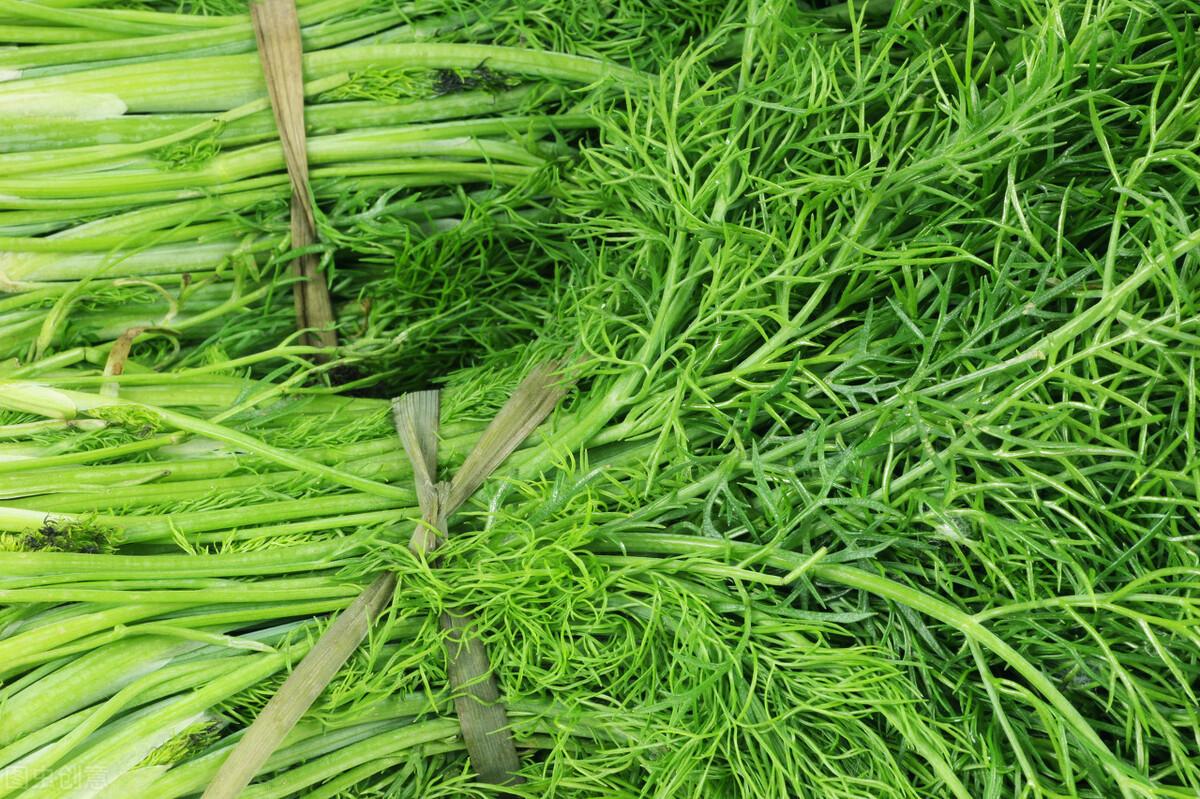 茴香價格動態(tài)，香氣變化與你的關(guān)聯(lián)