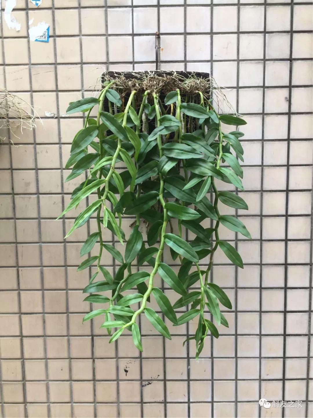 三寧復(fù)合肥最新報(bào)價(jià)及推薦，優(yōu)質(zhì)肥料選擇指南