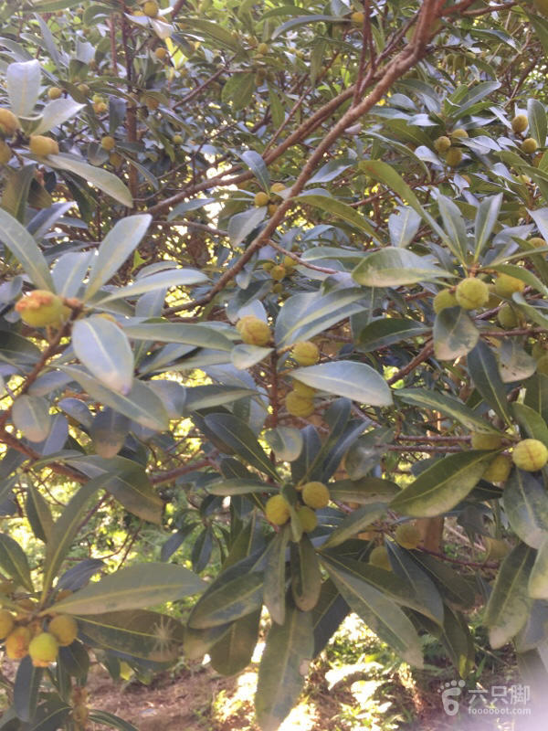 橫河大山搬遷最新動態(tài)，力量重塑與未來希望