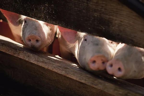 全國生豬市場價格動態(tài)，變化中的機遇與挑戰(zhàn)的旅程