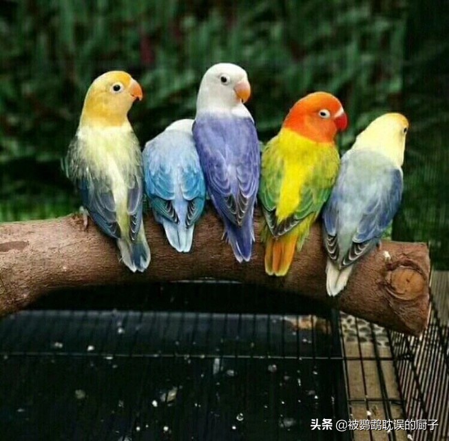 牡丹鸚鵡最新報價，市場走勢分析與選購指南