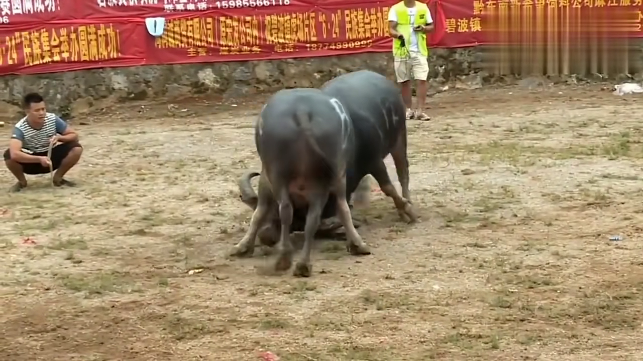 貴州斗牛傳奇篇章，回顧2017年斗牛比賽的精彩瞬間