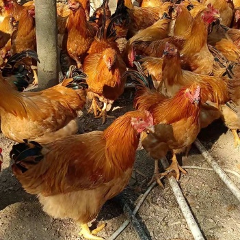 閹雞最新行情，巷弄深處的風(fēng)味秘境探索