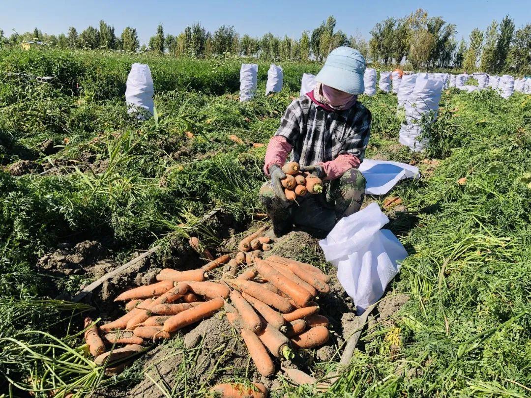 胡蘿卜最新市場(chǎng)價(jià)格概覽，最新市場(chǎng)價(jià)格指南