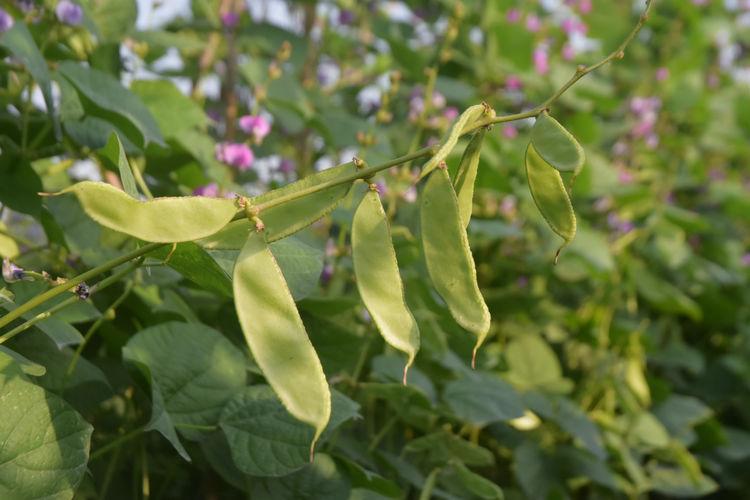 豆子行情，綠色之旅中的內心平靜探尋