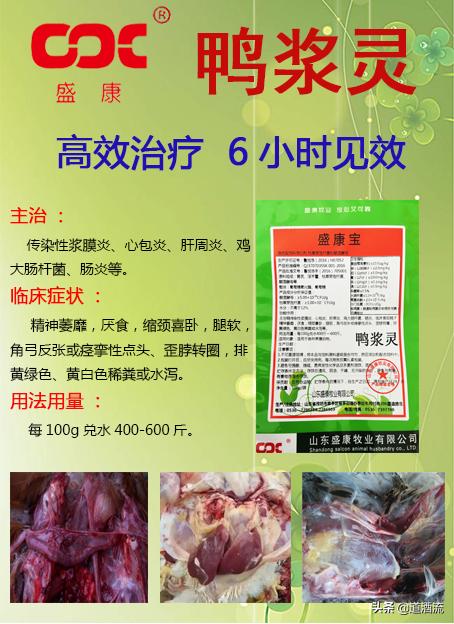 現(xiàn)在鴨苗行情詳解，選購、養(yǎng)殖與盈利的全方位指南