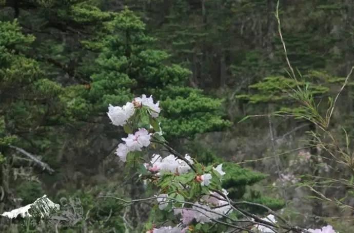 雨崩最新美景圖，探索與欣賞的詳細(xì)步驟指南，美不勝收！