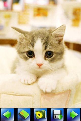 探索特色小店，最新貓咪應(yīng)用下載，小巷隱藏寶藏的奇妙之旅