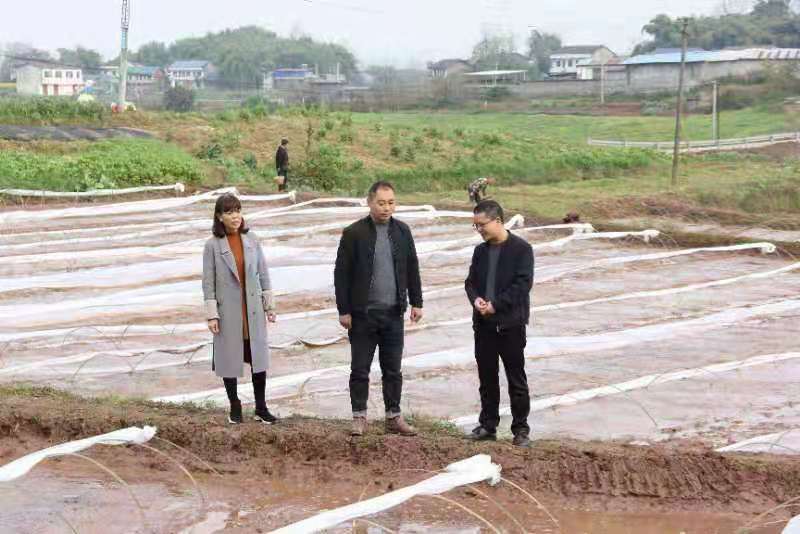 合川土場最新動(dòng)態(tài)更新，今日最新資訊速遞