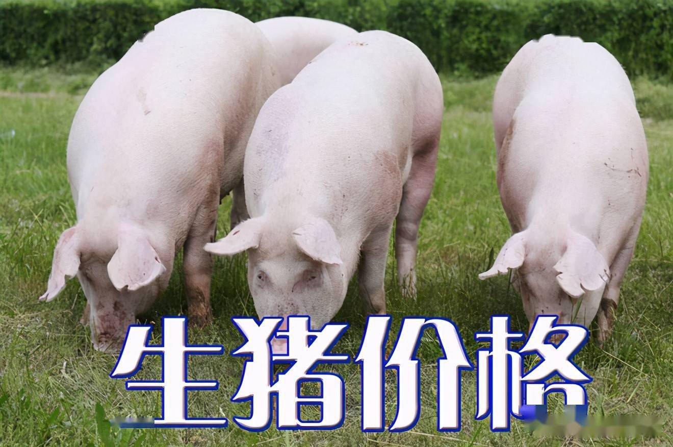 濰坊今日生豬價(jià)格探索，一場(chǎng)綠色之旅尋找內(nèi)心平靜