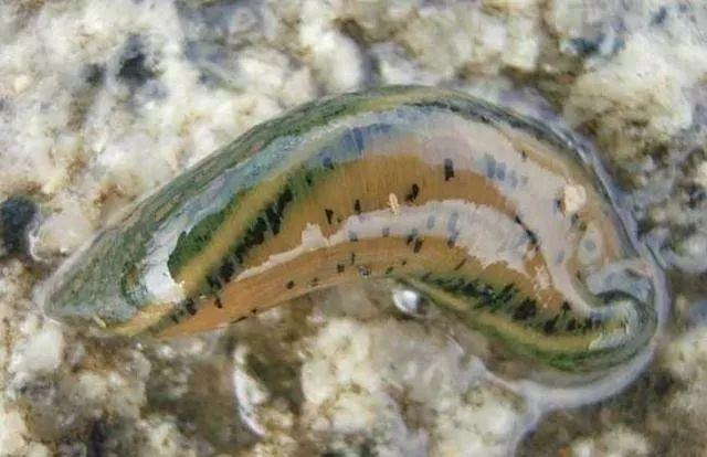 石斑魚孵化技術(shù)革新詳解，從入門到精通的孵化指南