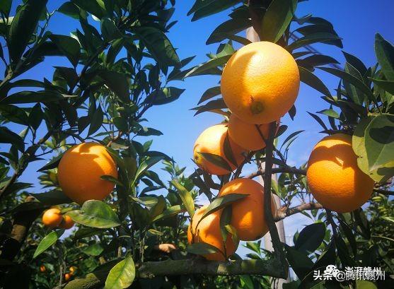 贛州上市公司，閃耀未來，共創(chuàng)繁榮時(shí)代！