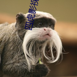 四虎影最新在線觀看，熱門影視的全新體驗(yàn)