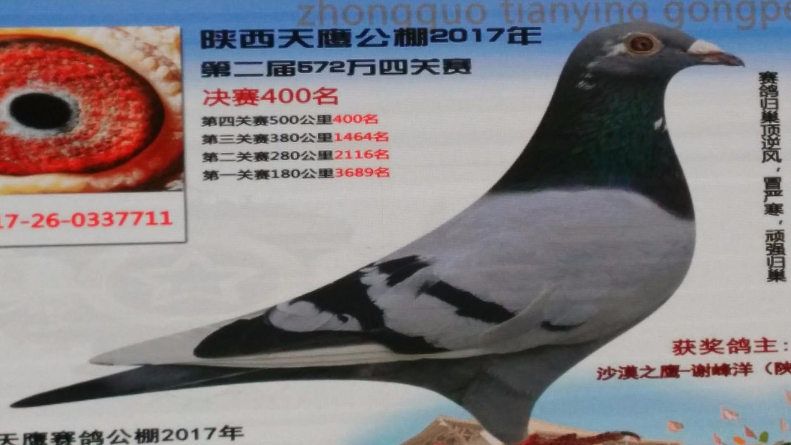 天鷹公棚歷程回顧，最新消息鑄就輝煌篇章