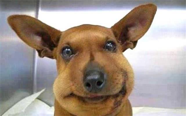 最新毒蜂，逆風(fēng)翱翔，學(xué)習(xí)鑄就自信與成就之巔