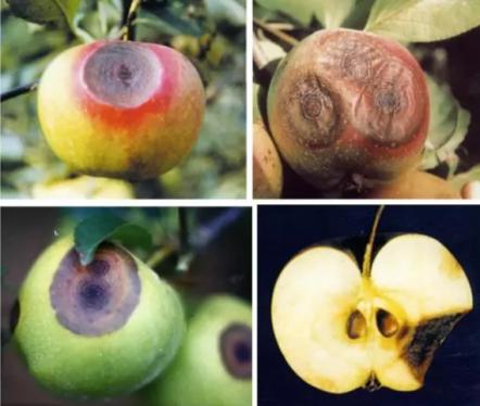 最新炭疽病治療藥物，變化、學(xué)習與信心的力量探索