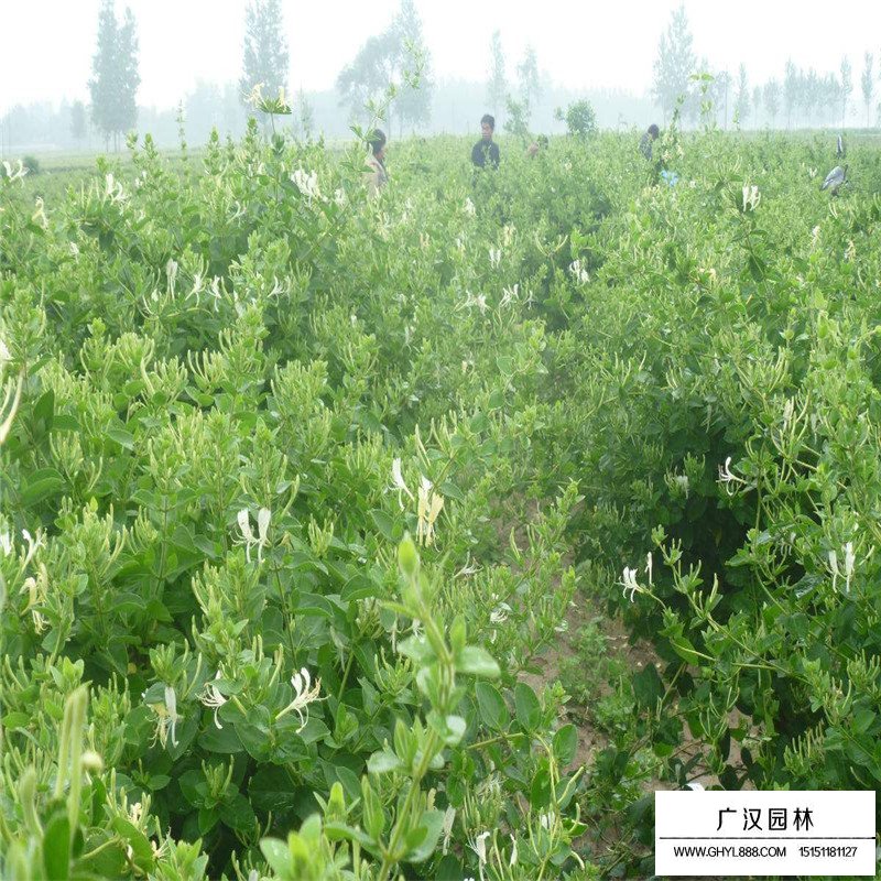 金銀花最新行情與機遇，價格變動中的自信與成就感之源