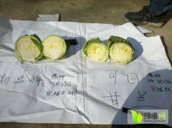 甘藍(lán)最新收購(gòu)價(jià)格及獲取步驟指南